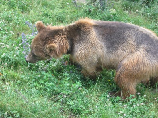 Bern Bear park