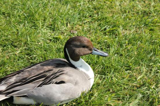 251005_10152849564630508_1546157101_n